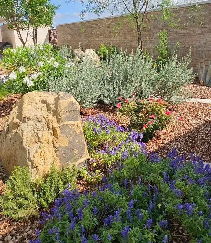 Planting bed with a large boulder, purple flowers and a slender tree beside a tan brick wall