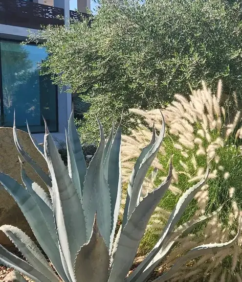 Courtyard garden with flagstone paths, agave and flowering shrubs