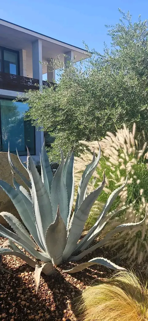 A large blue-gray agave beside feathery grasses, with a modern building behind