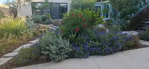 Purple flowers, silvery shrubs and a red-flowering shrub beside a stone walkway