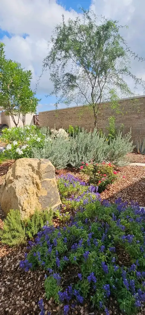 A large boulder and a bed of purple flowers below a slender tree and a tan brick wall