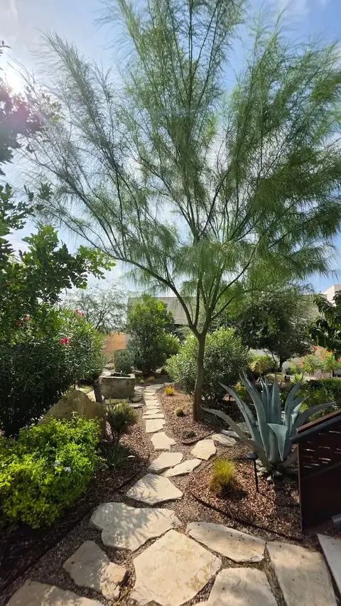 Flagstone steps winding under a tall, airy tree with agave and green shrubs alongside