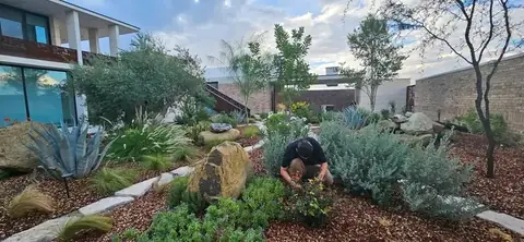 A person tending a bed of silvery shrubs next to a large boulder, with agave nearby