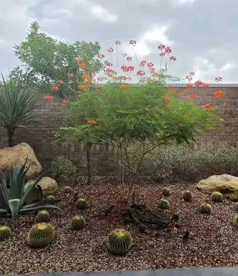 Corner garden with cacti, agave and boulders along a brick wall