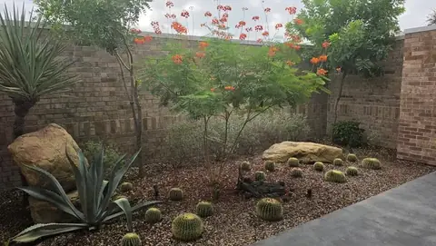 Another angle of the corner garden, with an orange-flowering shrub above the cacti and boulders