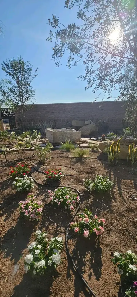 Rows of white and pink flowers planted in bare soil with black drip tubing and a large rock behind
