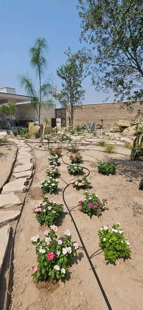 A flagstone edge beside newly planted pink and white flowers connected by black drip tubing