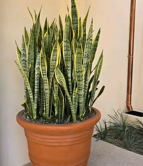 Tall snake plant in a large terracotta pot
