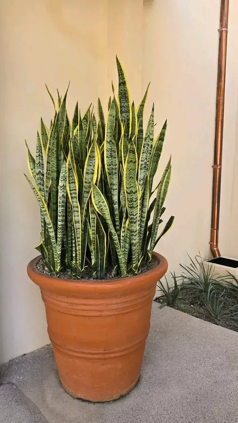 A tall snake plant in a large terracotta pot against a cream wall