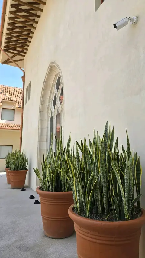 Terracotta pots of snake plants lined up beside a cream wall with an arched window